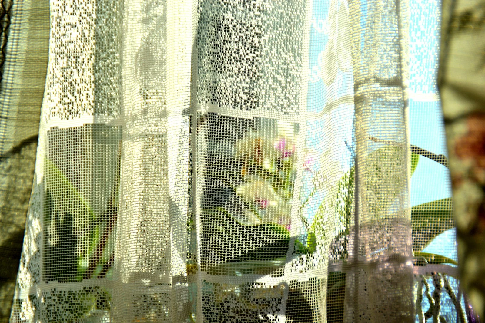 陽光透過蕾絲窗簾照進窗邊的植物